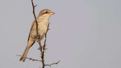 Trnskata [Red-backed Shrike] IMGL4214.jpg