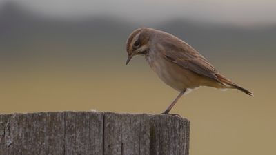 Blhake [Bluethroat] IMGL4282.jpg