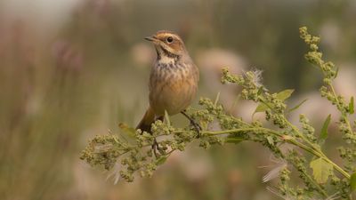 Blhake [Bluethroat] IMGL4333.jpg