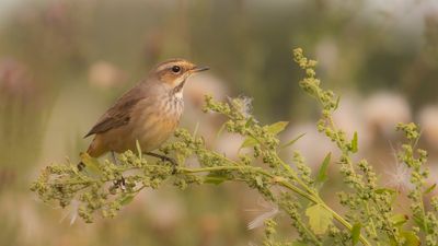Blhake [Bluethroat] IMGL4337.jpg