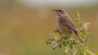 Blhake [Bluethroat] IMGL4355.jpg