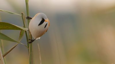 Skggmes [Bearded Reedling] IMGL4454.jpg