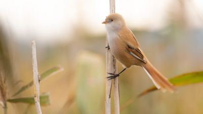 Skggmes [Bearded Reedling] IMGL4479.jpg
