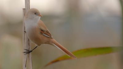 Skggmes [Bearded Reedling] IMGL4480.jpg