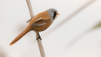 Skggmes [Bearded Reedling] IMGL4490.jpg