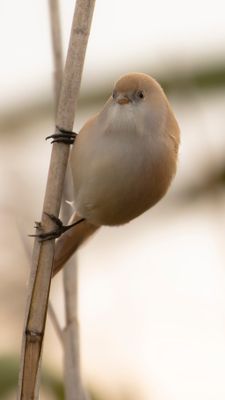 Skggmes [Bearded Reedling] IMGL4500.jpg