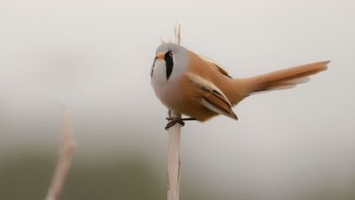 Skggmes [Bearded Reedling] IMGL4548.jpg