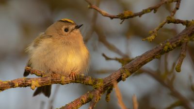 Kungsfgel  [Goldcrest] IMGL4760.jpg