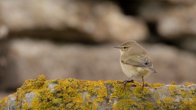 Lvsngare [Willow Warbler] IMGL4863.jpg