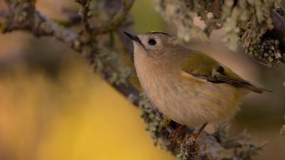Kungsfgel  [Goldcrest] IMGL4932.jpg