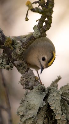 Kungsfgel  [Goldcrest] IMGL4934.jpg