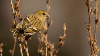Grnsiska [Eurasian Siskin] IMGL4983.jpg