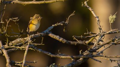 Tajgablstjrt [Red-flanked Bluetail] IMGL4995.jpg