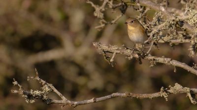 Tajgablstjrt [Red-flanked Bluetail] IMGL5030.jpg