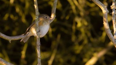 Tajgablstjrt [Red-flanked Bluetail] IMGL5087.jpg