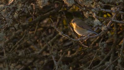 Tajgablstjrt [Red-flanked Bluetail] IMGL5187.jpg