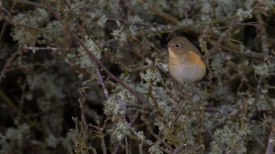 Tajgablstjrt [Red-flanked Bluetail] IMGL5202.jpg