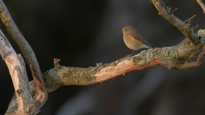 Tajgablstjrt [Red-flanked Bluetail] IMGL5214.jpg