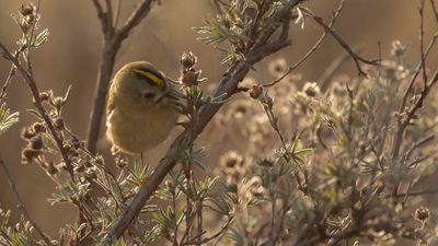 Kungsfgel  [Goldcrest] IMGL5282.jpg