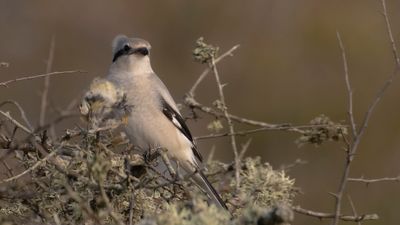 Varfgel [Great grey shrike] IMGL5356.jpg