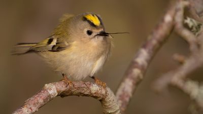Kungsfgel  [Goldcrest] IMGL5389.jpg