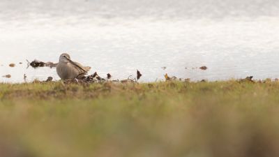 Strre beckasinsn [Long-b Dowitcher] IMGL5726.jpg