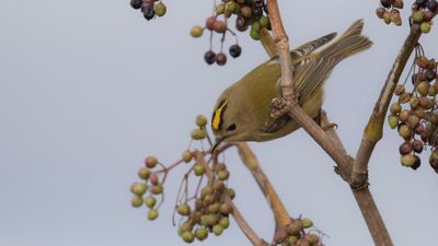 Kungsfgel  [Goldcrest] IMGL5853.jpg