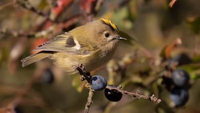 Kungsfgel  [Goldcrest] IMGL5929.jpg