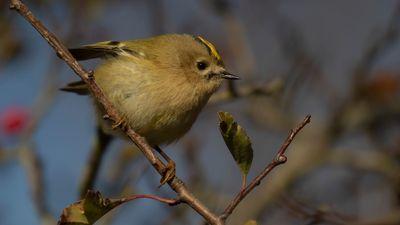 Kungsfgel  [Goldcrest] IMGL5958.jpg