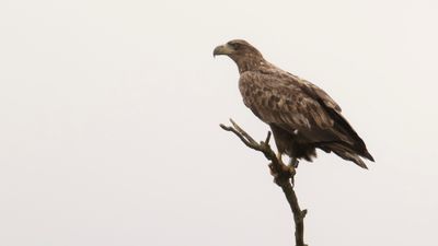 Havsrn [White-tailed Eagle] IMGL6727.jpg