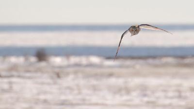 Hornuggla [Long-eared Owl] IMGL7152.jpg