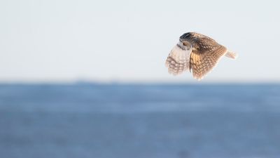 Hornuggla [Long-eared Owl] IMGL7168.jpg