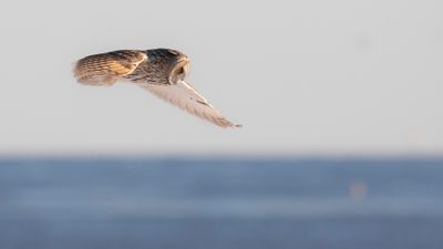 Hornuggla [Long-eared Owl] IMGL7202.jpg