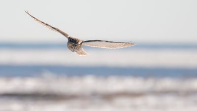 Hornuggla [Long-eared Owl] IMGL7242.jpg