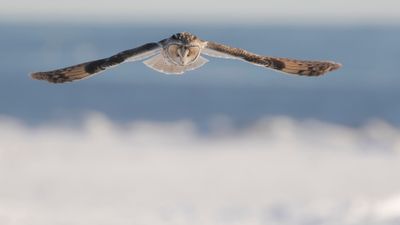 Hornuggla [Long-eared Owl] IMGL7272.jpg