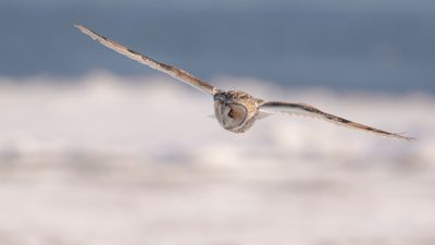 Hornuggla [Long-eared Owl] IMGL7280.jpg