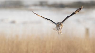 Hornuggla [Long-eared Owl] IMGL7411.jpg