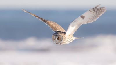 Hornuggla [Long-eared Owl] IMGL7424.jpg