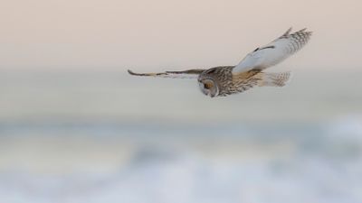 Hornuggla [Long-eared Owl] IMGL7595.jpg