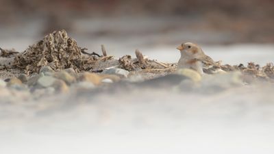 Snsparv [Snow Bunting] IMGL7648.jpg