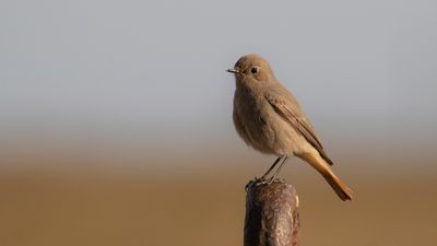 Svart rdstjrt  [Black Redstart] IMGL7955.jpg