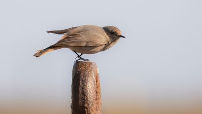 Svart rdstjrt  [Black Redstart] IMGL7958.jpg
