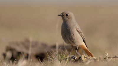 Svart rdstjrt  [Black Redstart] IMGL7966.jpg