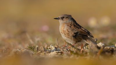 Jrnsparv [Dunnock] IMGL8074.jpg