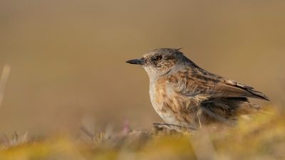 Jrnsparv [Dunnock] IMGL8087.jpg