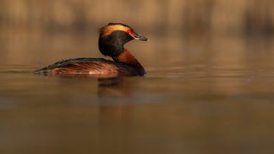 Svarthakedopping [Horned grebe] IMGL8254.jpg