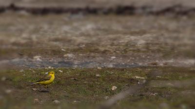 Gulrla [Yellow Wagtail] flavissima/luteaIMGL8754.jpg