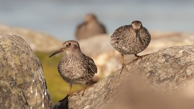 Skrsnppa [Purple Sandpiper] IMGL9854.jpg