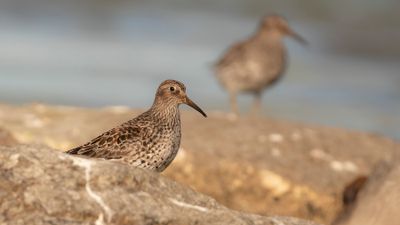 Skrsnppa [Purple Sandpiper] IMGL9876.jpg