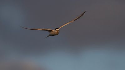 Smtrna [Little Tern] IMGL0104.jpg